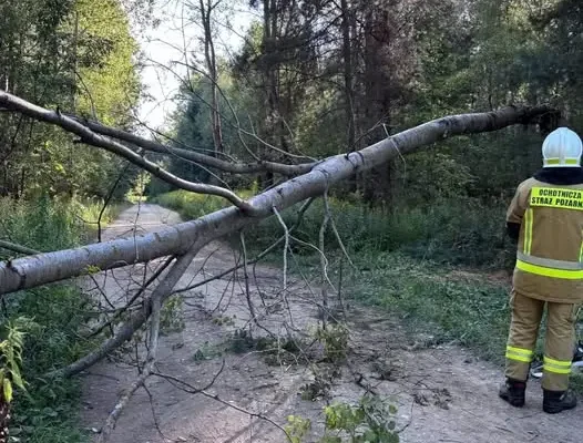 Powalone drzewo w Radrużu – interwencja OSP KSRG Horyniec-Zdrój