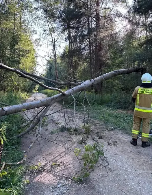 Powalone drzewo w Radrużu – interwencja OSP KSRG Horyniec-Zdrój