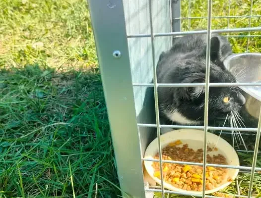 Kot z charakterkiem szuka domu – Gmina Wielkie Oczy ogłasza adopcję