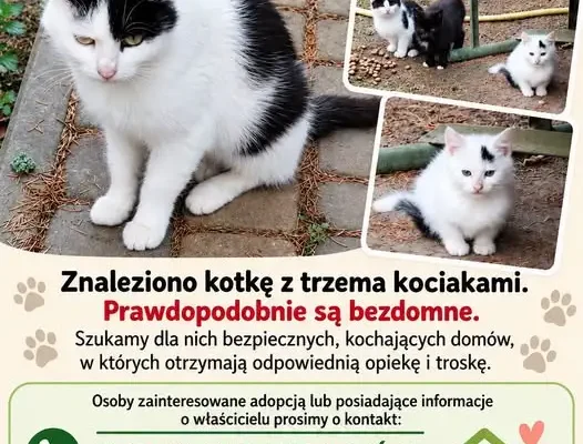 Kotka z trzema kociętami szuka domu – apel Urzędu Gminy Lubaczów